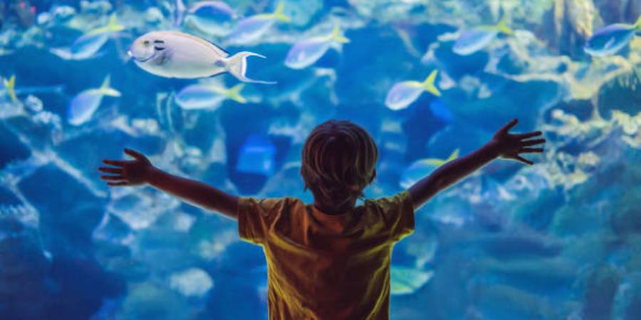 6 summer activities in lisbon for kids  Hotel Roma Lisboa