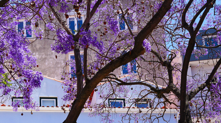 Os Jacarandás estão de volta: descubra Lisboa em tons de roxo Hotel Roma Os Jacarandás estão de volta: descubra Lisboa em tons de roxo Hotel Roma